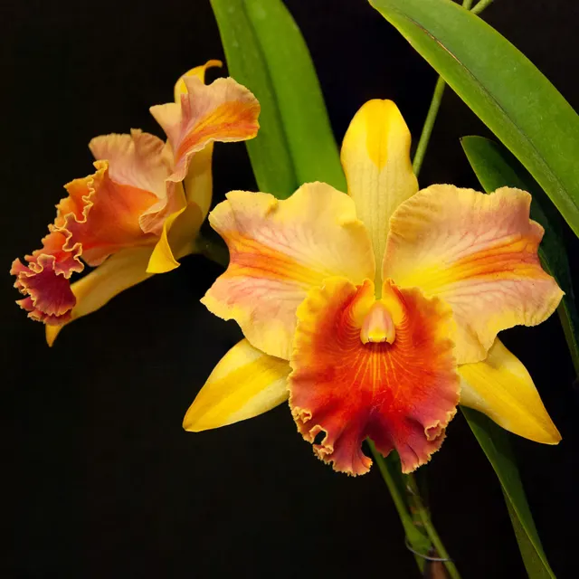 Rhyncholaeliocattleya Amazing Thailand 'Rainbow' (Rhyncholaeliocattleya)