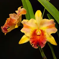 Rhyncholaeliocattleya Amazing Thailand 'Rainbow'