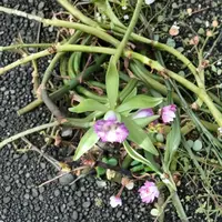 Vanilla Dilloniana Orchid Cutting – Rare Vanilla Orchid 25 Inch Mature Cutting | Tropical Climbing Orchid | Collector Plant