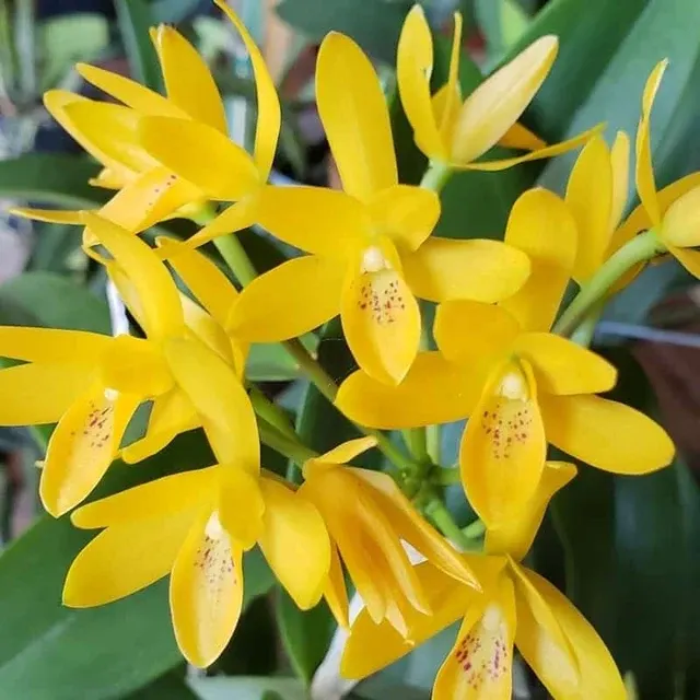 Cattleya aurantiaca var aurea