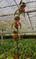 Paphiopedilum HUNG SHENG EAGLE (gigantifolium x rothschildianum)