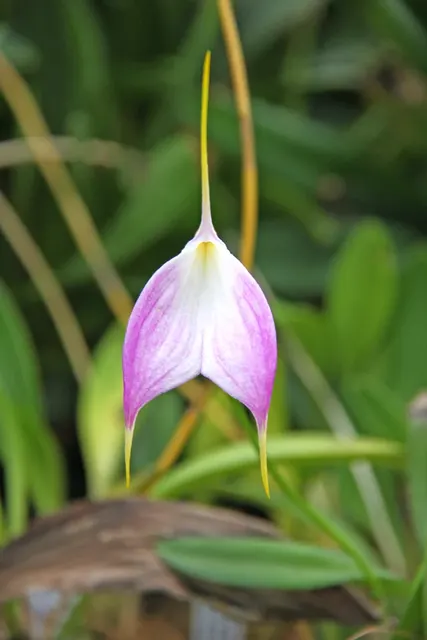 Masdevallia Bella Donna 'Highland Blush'