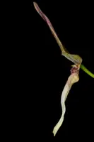 Bulbophyllum antenniferum 3" FS