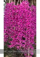 Den. Nestor 'Red Tower , Note; node keiki of original plant ' (Nestor x Nestor )