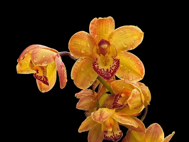 Cymbidium Cilli Colo Dark Orange 1 H00229 (Cymbidium)
