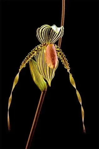 Paphiopedilum praestans x sib 'Shine And Glory' (Paphiopedilum)