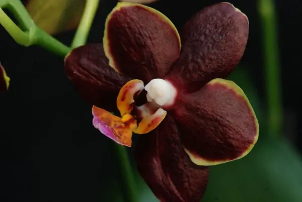Doritaenopsis CANARY SUNRISE