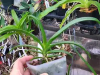 Vandachostylis Hsinying Starry