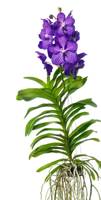 Vanda Blue Magic (Vanda)