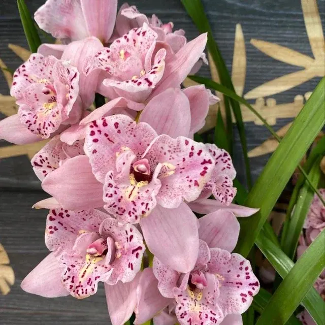 Cymbidium Magic Pink *3 Lips