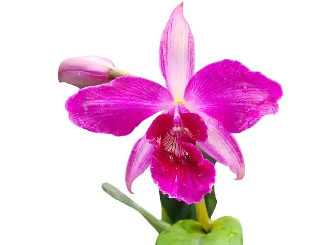 Cattleya purpurata x '105'