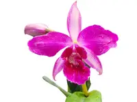 Cattleya purpurata [(Rubra Canever # 14 Budny x Sanguinea '105') x 'Flamea']