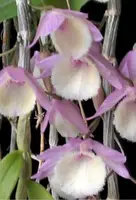Dendrobium aphyllum