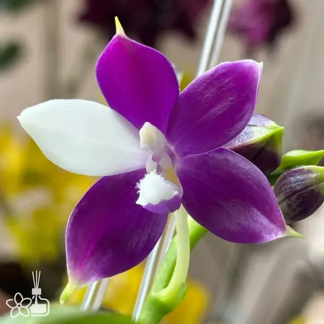 Phalaenopsis Blue Jennifer