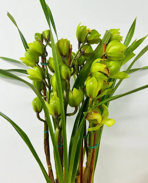 Cymbidium Plant - Green With Maroon Throat (Cymbidium)