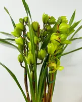 Cymbidium Plant - Green with Maroon Throat