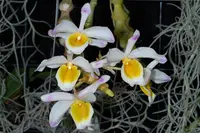 Den. pendulum