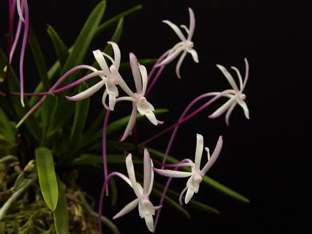 Vanda falcata 'SHUTENOU'