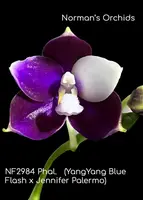 Phal. Prince Blue Dance 'note: Limited , Fragrance ' (YangYang Blue Flash x Jennifer Palermo )