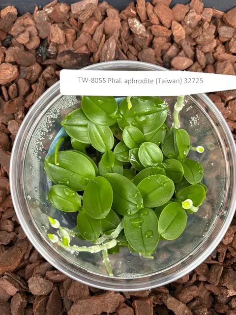 Phalaenopsis Aphrodite (Phalaenopsis)