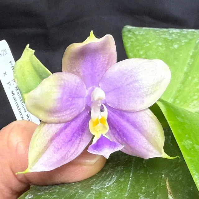 Phalaenopsis Mainshow Mermaid × Mainshow Sapphire