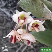 [Bare-root] Den. rigidum × sib 彎刀石斛 [1.7" BS][Jun in stock]