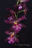 Beallara Marfitch 'Howard's Dream' AM/AOS