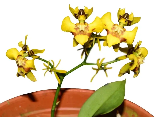 Oncidium orthotis (Oncidium)