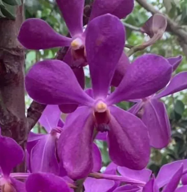 Aranda Nora Alsagoff 'Blue Giant' (Aranda)
