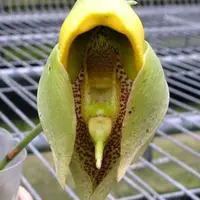 Catasetum macrocarpum 'Jumbo' 2.5" — Unrooted Import