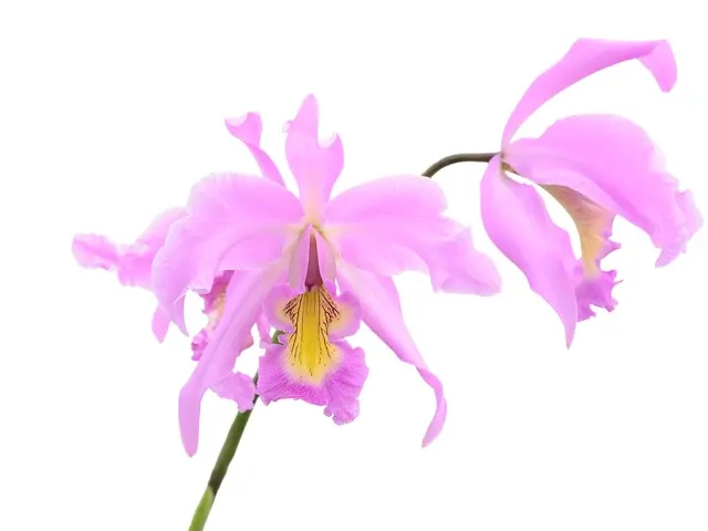 Laeliocattleya Denisii (Laeliocattleya)