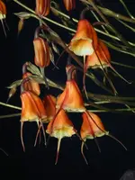 Dracula-sodiroi — Other Plants