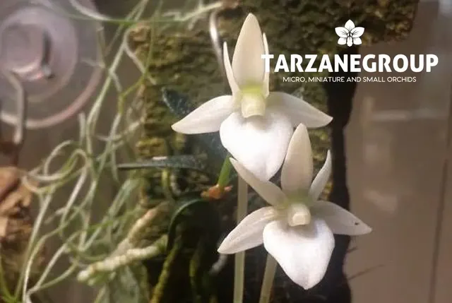 Angraecum urschianum (Angraecum)