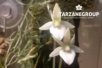 ANGRAECUM URSCHIANUM MINI MINIATURE ORCHID MOUNTED
