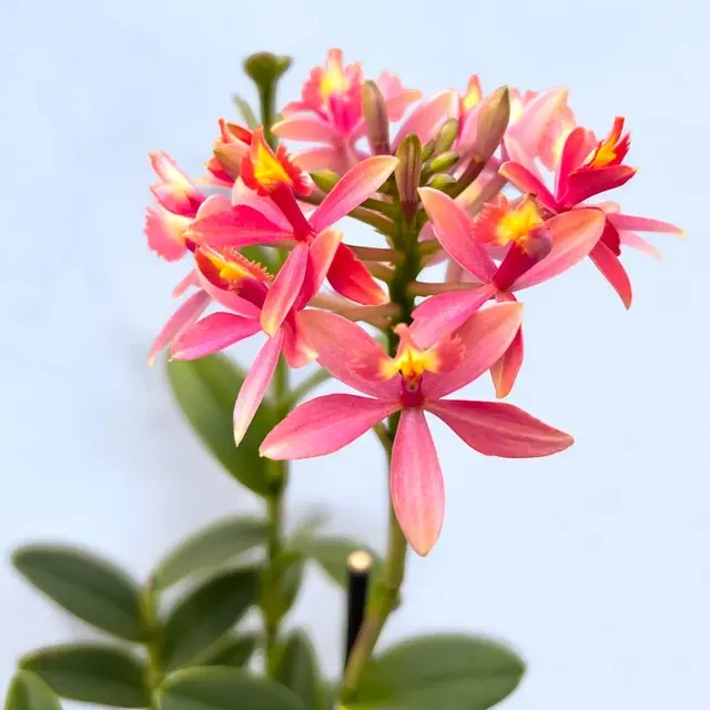 Epidendrum radicans 'Mango Blush'
