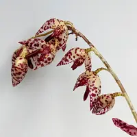 Pleurothallis restrepioides 'Dragonstone' CBR/CBM/AOS