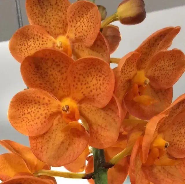 Vanda Natcha Mandarin