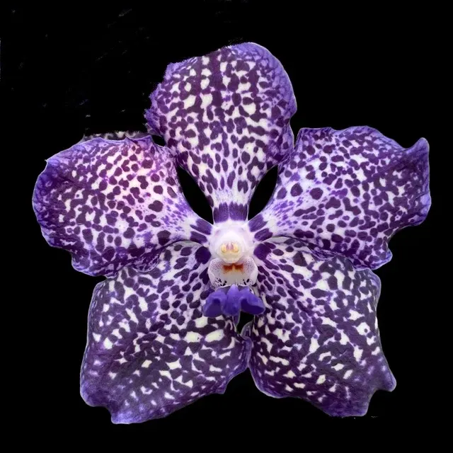 Vanda Gordon Dillon X Vanda Mimi Palmer IN SPIKE!