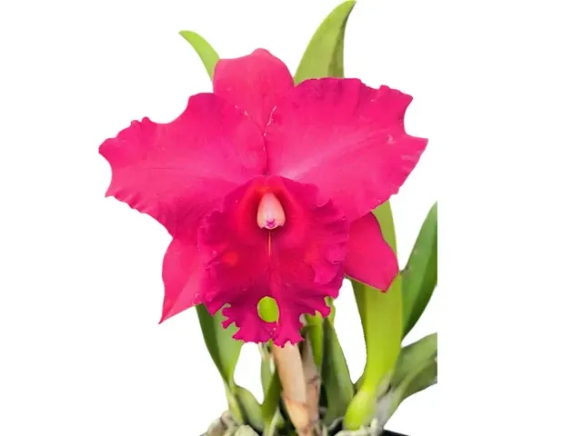 Rhyncholaeliocattleya Joya Rosada (Rhyncholaeliocattleya)