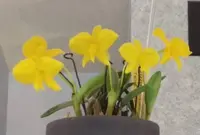 Sophronitis coccinea "Aurea" (Yellow Bird x Yellow Dream)