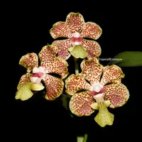 Vanda lombokensis