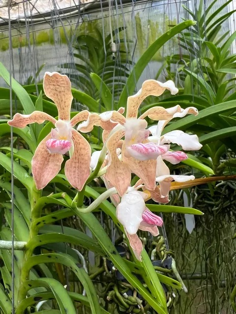 Vanda pumila x (Vanda)