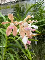 Vanda pumila x Vanda tesselata alba