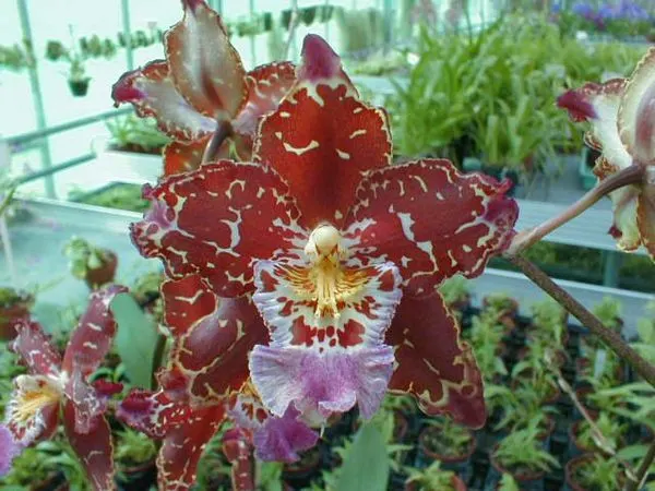 Odontioda PURPLE RAIN
