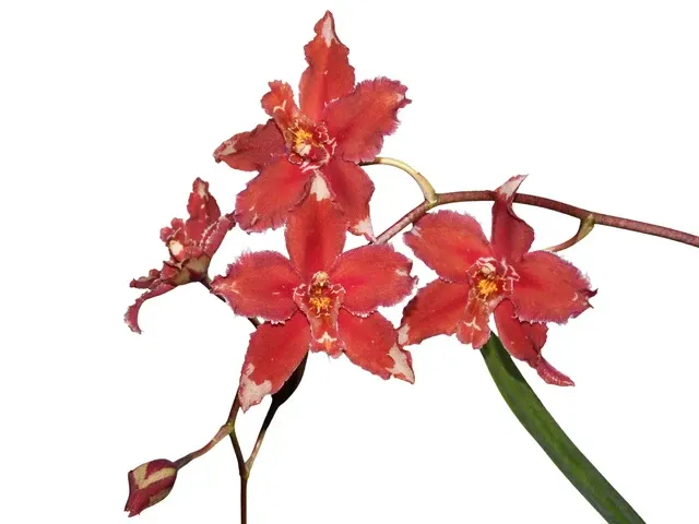 Oncidium Lojanita (Oncidium)