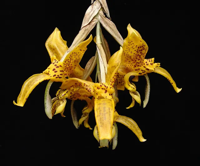 Stanhopea jenischiana (Stanhopea)