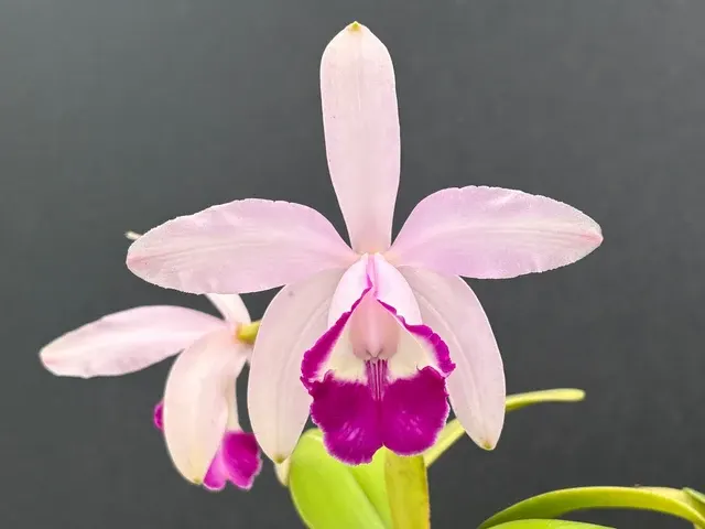Cattleya intermedia marginata (Cattleya)