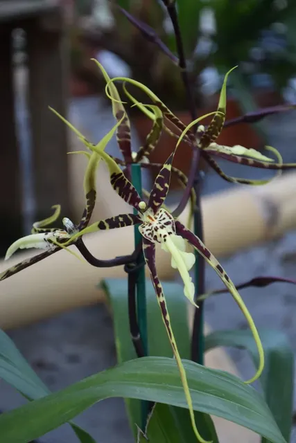 Brassia TOSKANA