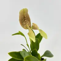 Bulbophyllum grandiflorum — Blühfähige Pflanze