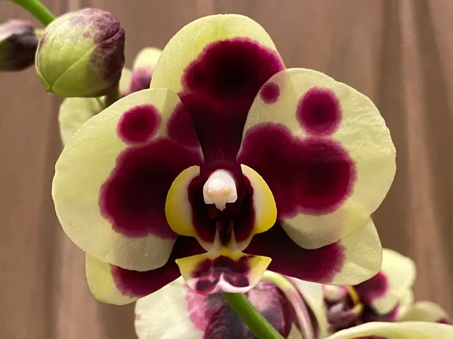 Phalaenopsis Large Yellow Leopard 2 Spikes 30″ H